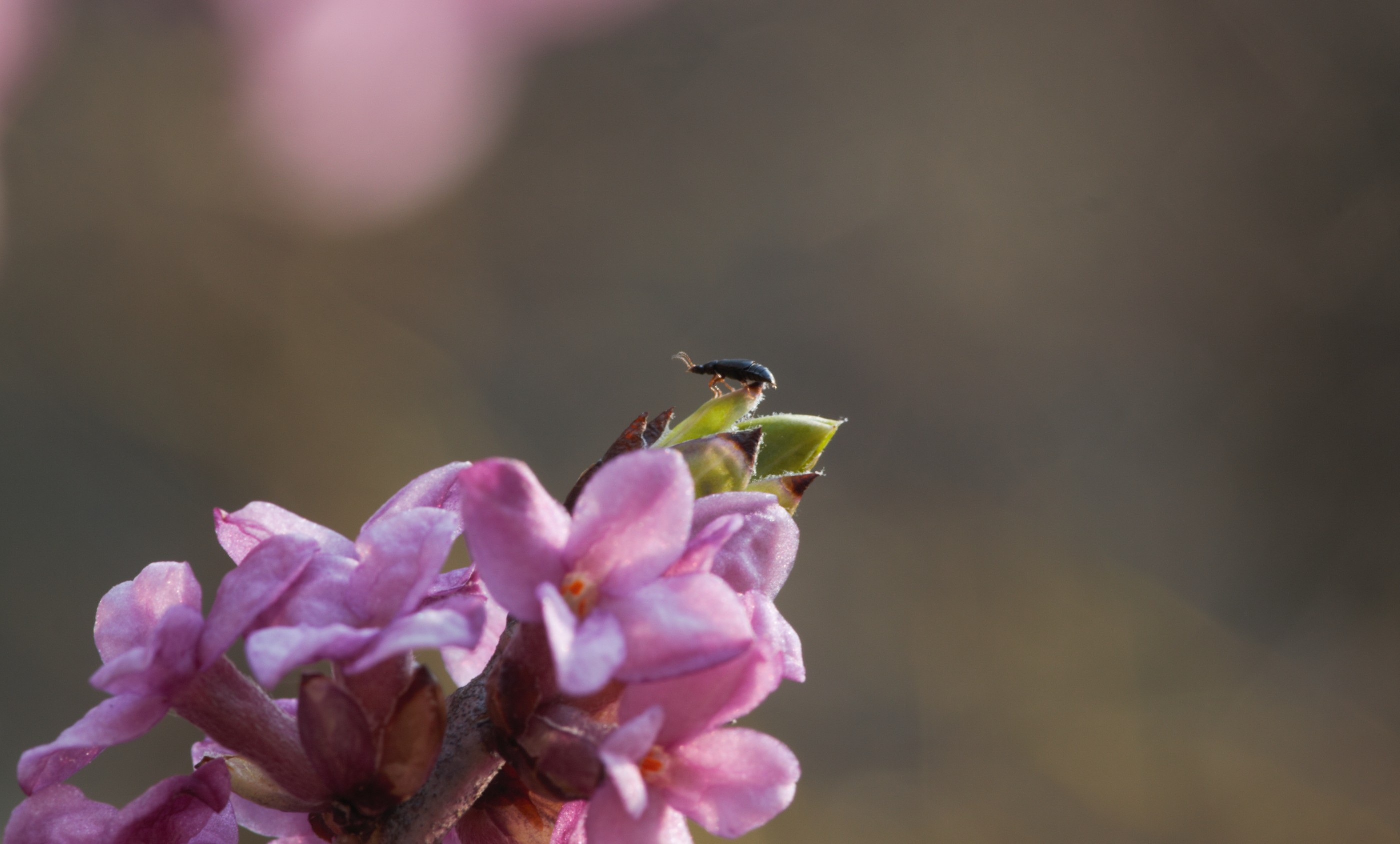 Petit insecte sur Bois-joli, Bois-gentil 'Rubra