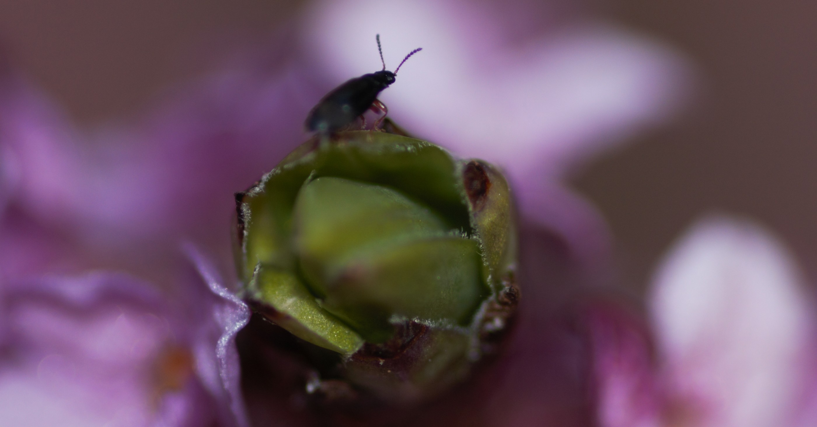 Petit insecte sur Bois-joli, Bois-gentil 'Rubra