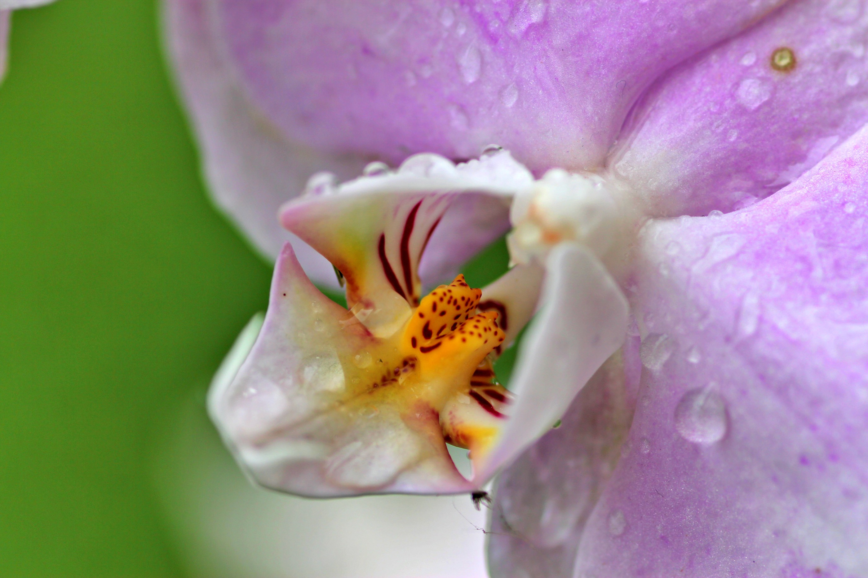Orchidée phalaenopsis