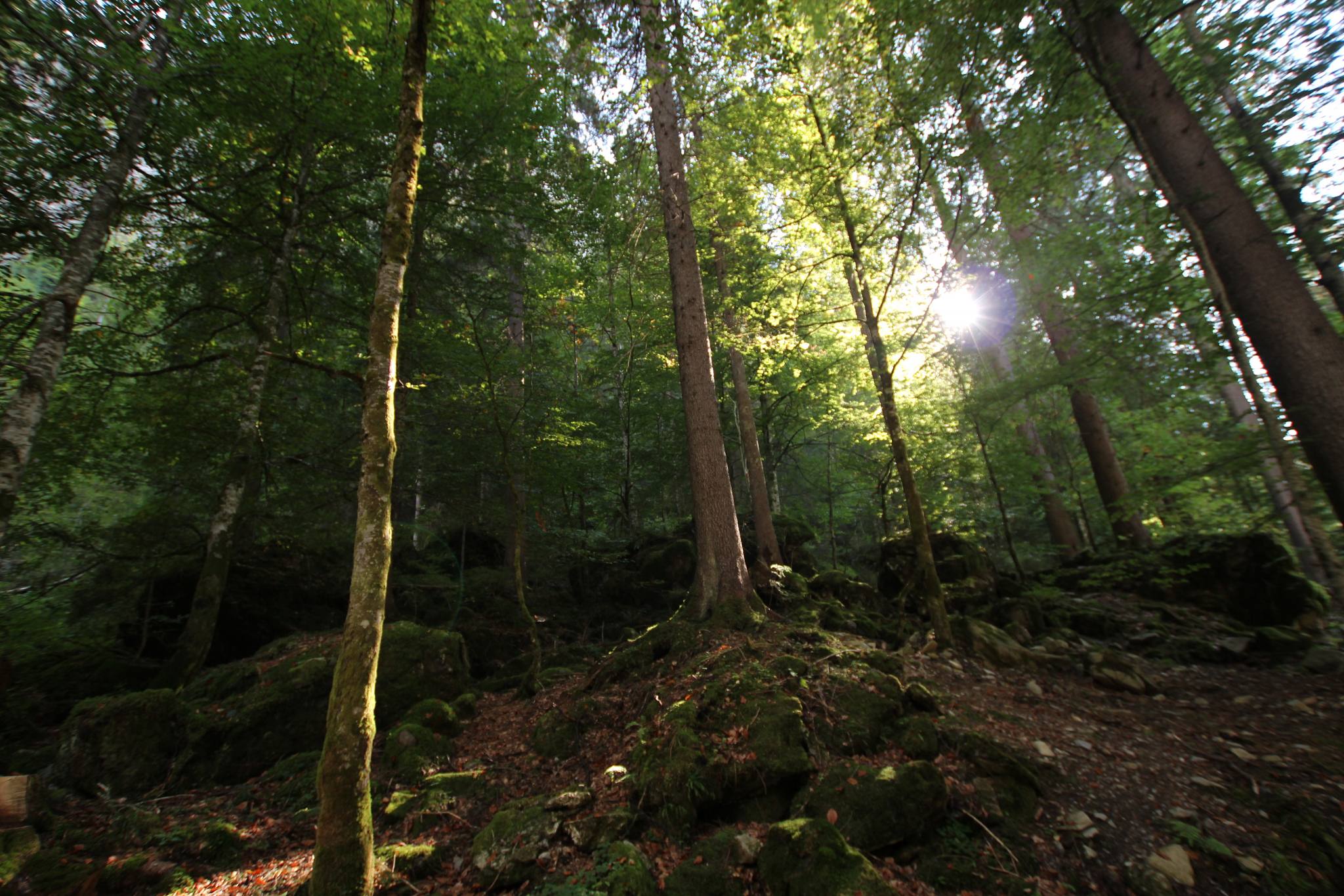 IMG 5375,large.2x.1547281784